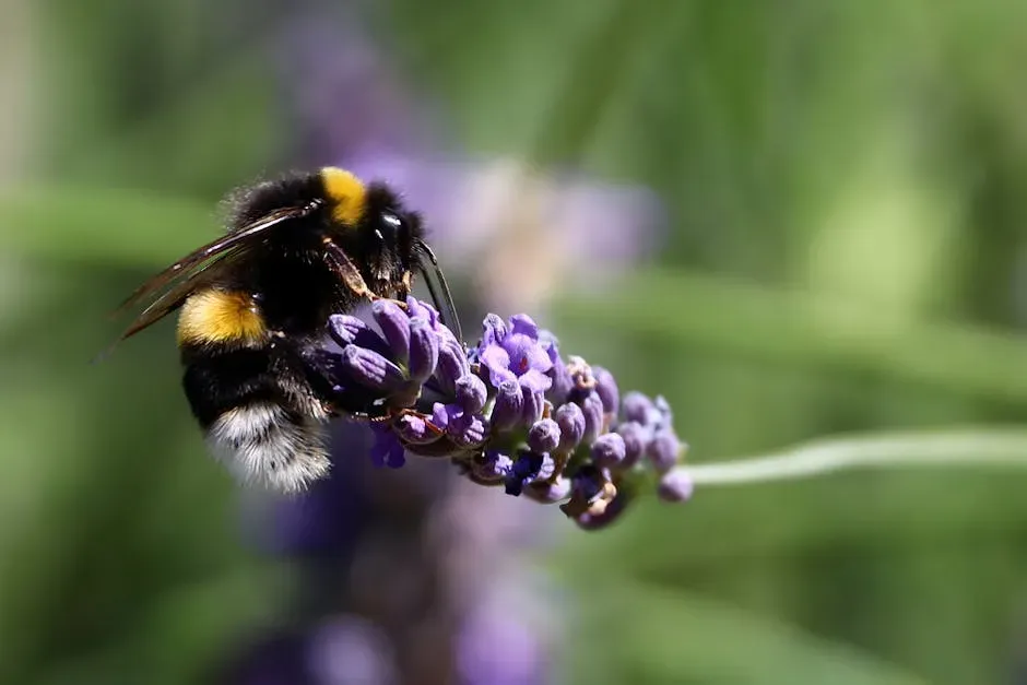 Lavender: The Fragrant Pollinator Magnet (Image Credits: Pexels)
