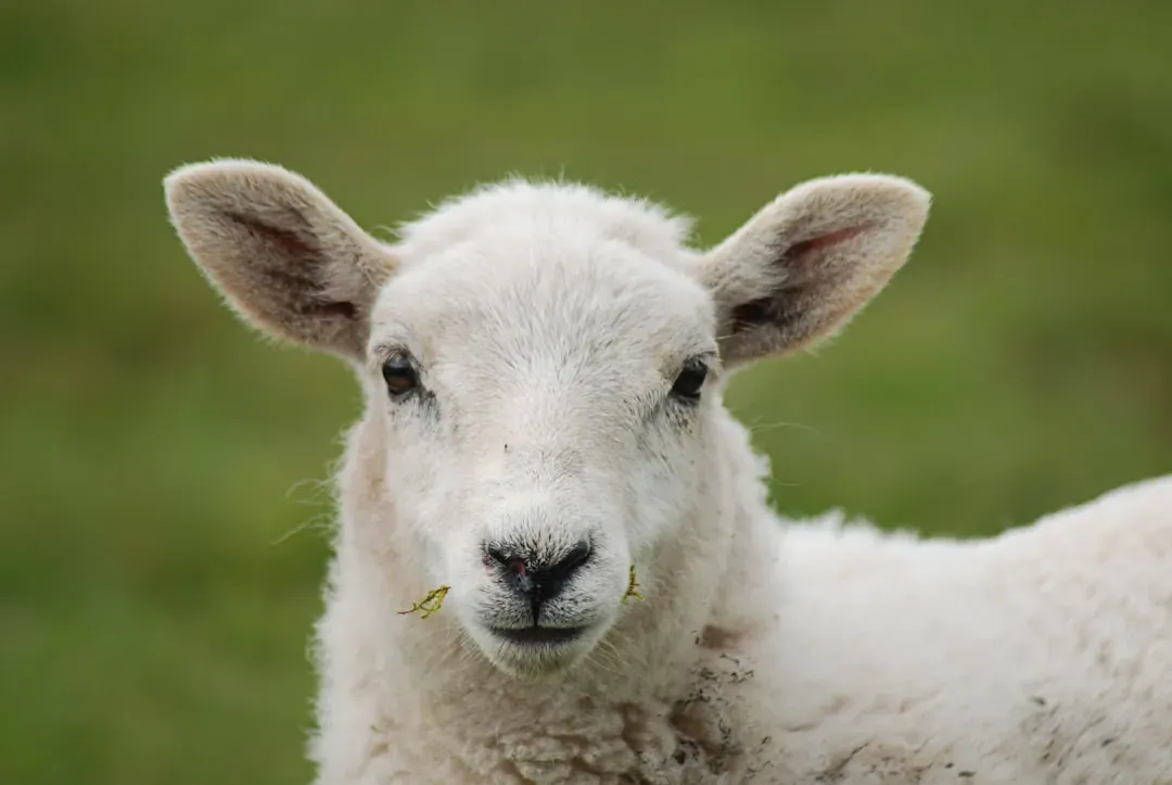 #12 - Sheep (Image Credits: Unsplash)
