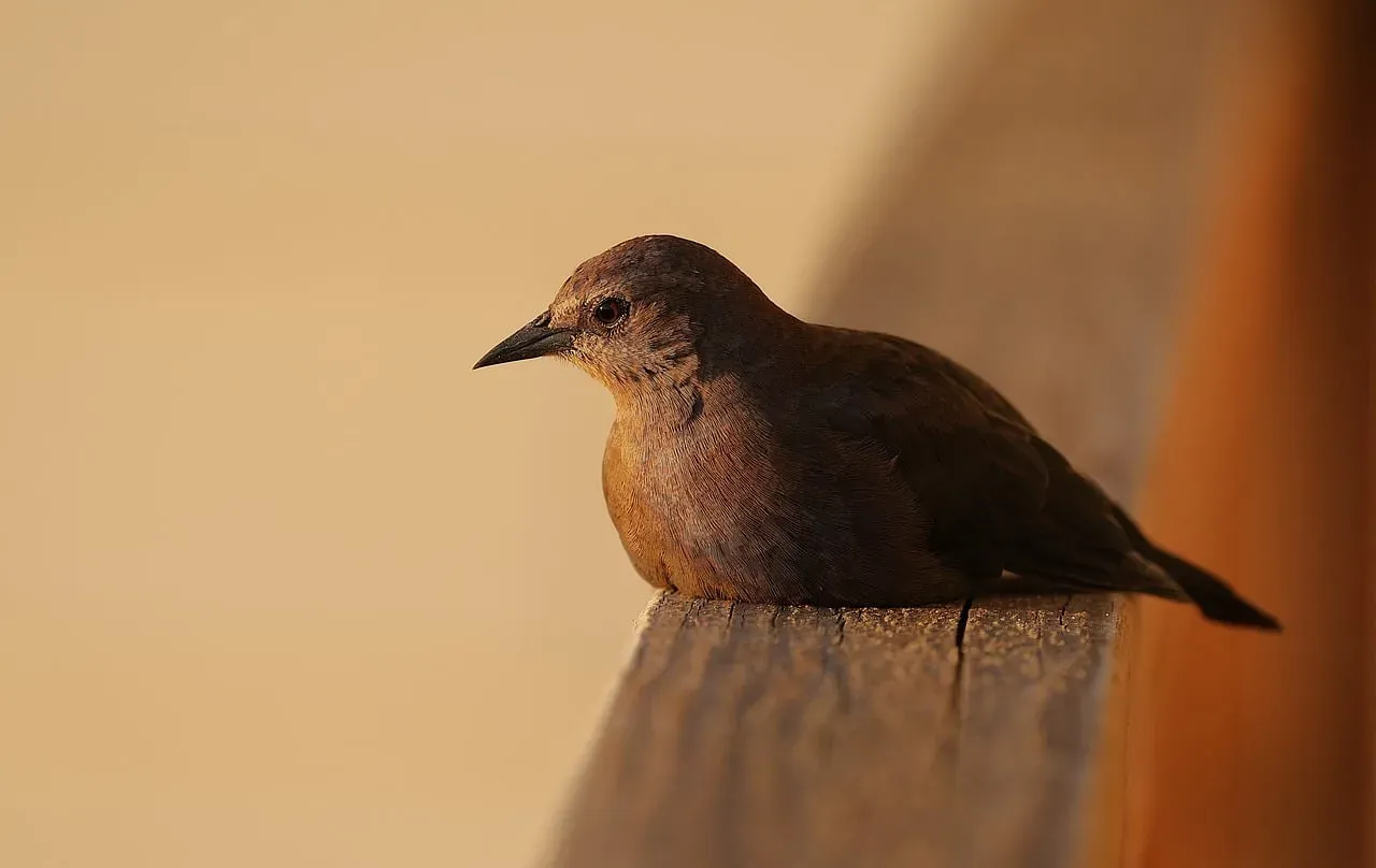#12: European Starling - The Murmuration That Reads the Sky (Image Credits: Pixabay)