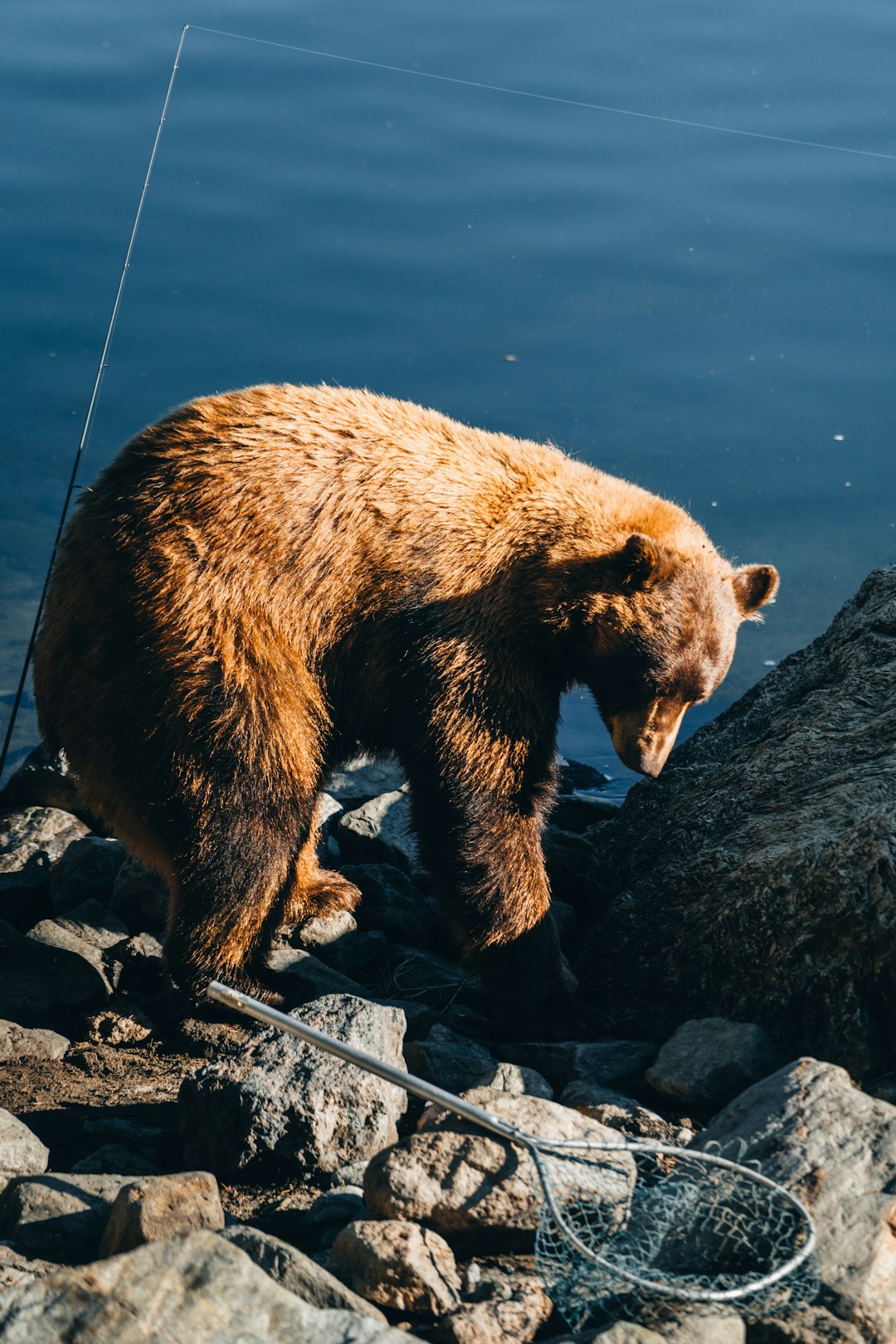 California: The Golden State's Dark Side of Conservation Success (Image Credits: Unsplash)