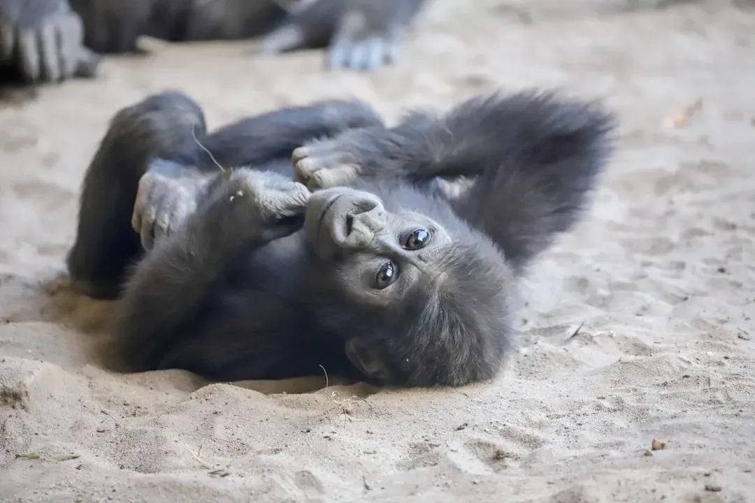 Koko the Gorilla and Her Kitten (Image Credits: Unsplash)