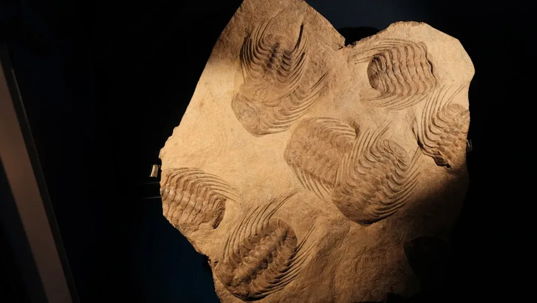 Surviving Catastrophe: What Foram Fossils Tell Us About Mass Extinctions (Image Credits: Unsplash)