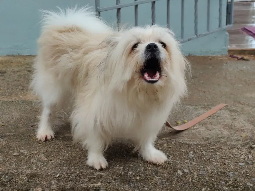 Reacting Strongly to Barking or Whining (Image Credits: Pexels)