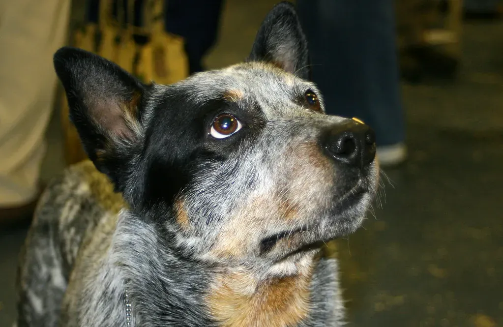 Australian Cattle Dog: The Herder With Intensity (Image Credits: Flickr)