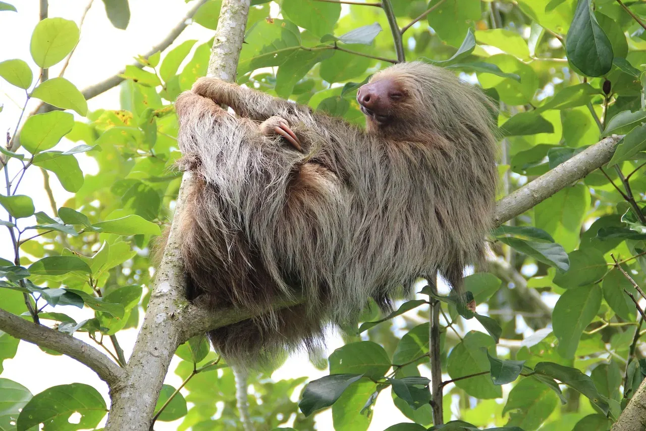 10. The Sloth: The Master of Doing Absolutely Nothing (Image Credits: Pixabay)