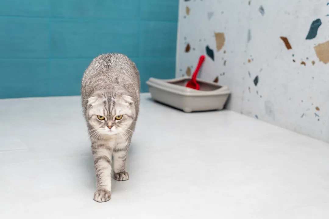 #8 - Changes in Litter Box Habits That Seemed Like "Bad Behavior" (Image Credits: Unsplash)