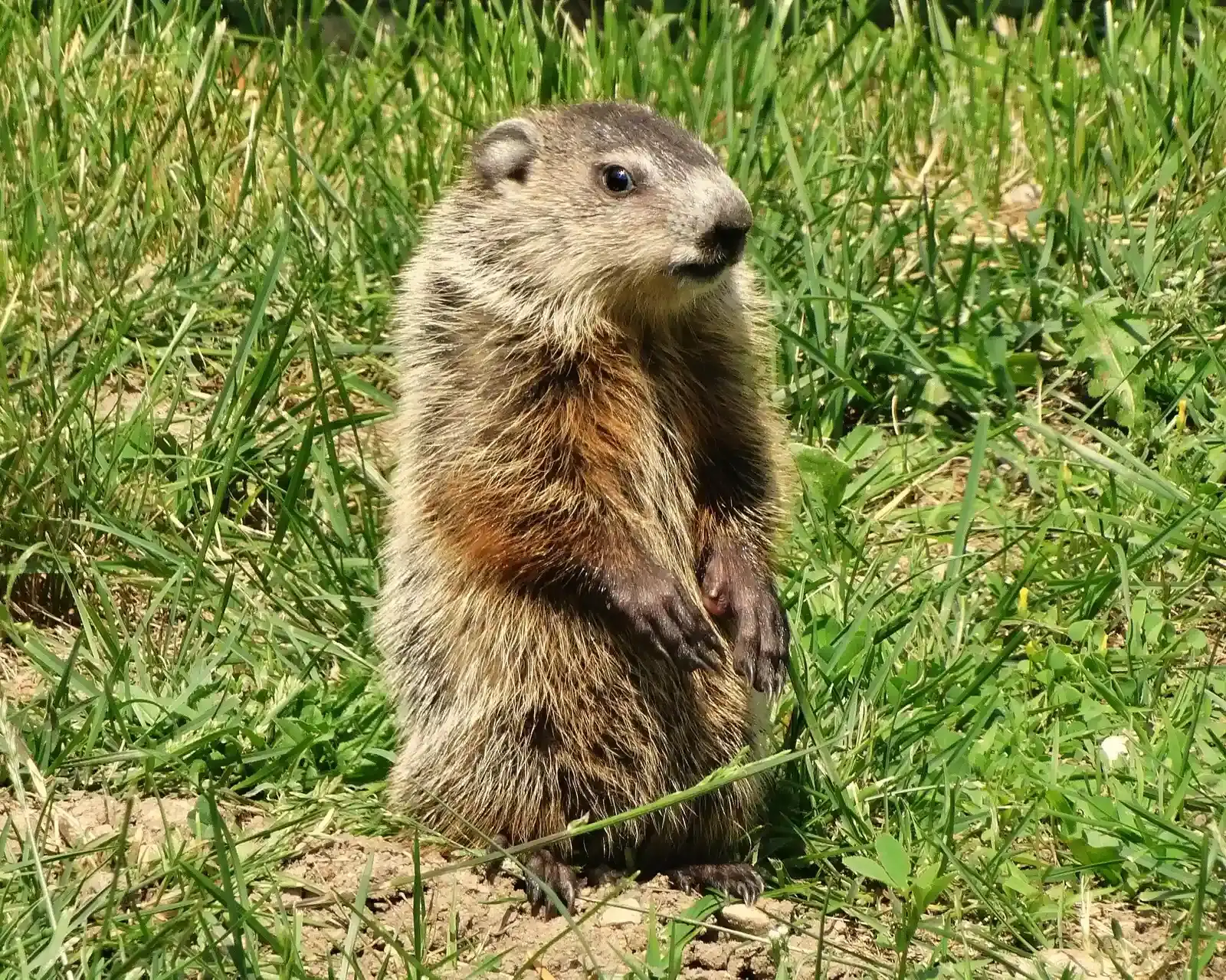 Michigan's Widespread Groundhog Populations (Image Credits: Wikimedia)