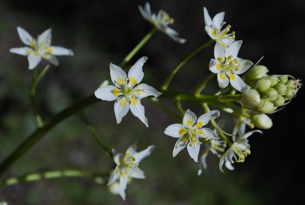 Death Camas - Early Spring's Hidden Threat (Image Credits: Flickr)