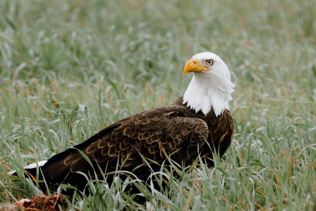 The Bald Eagle: America's Ultimate Conservation Victory (Image Credits: Unsplash)