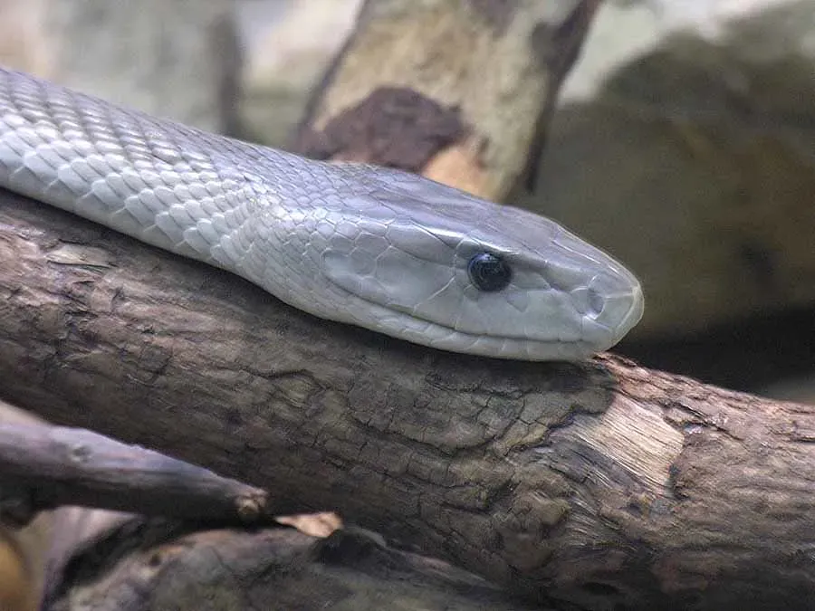 Scorpio: The Black Mamba (Image Credits: Flickr)