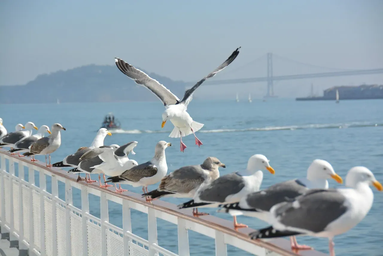 10. San Francisco, California: Coastal Crossroads (Image Credits: Pixabay)