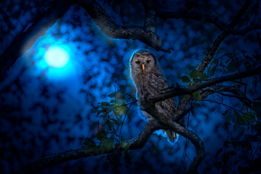 The Night Eagle: Master of Darkness and Light (Image Credits: Unsplash)