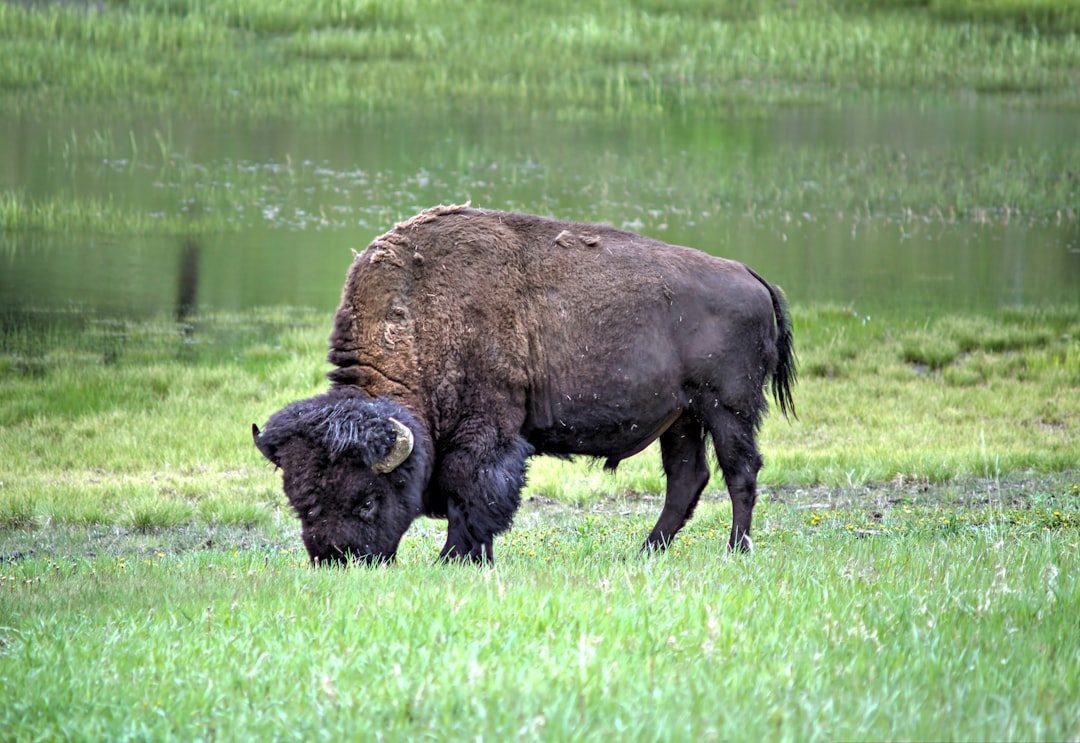 The Sacred Buffalo: Abundance and Grateful Strength (Image Credits: Unsplash)