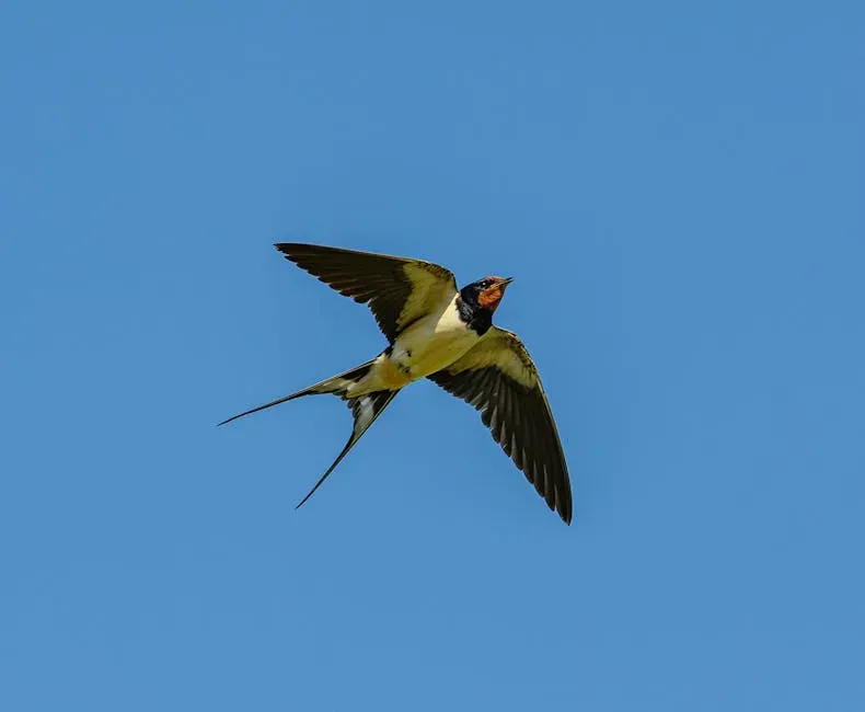 Their Entire Feeding Strategy Happens in Midair (Image Credits: Pexels)