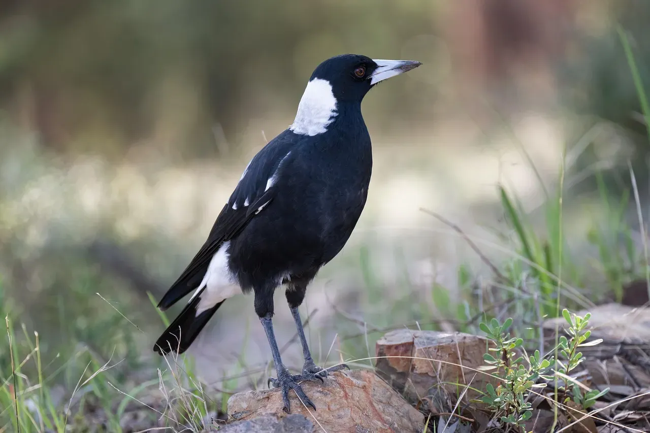 Australian Magpies: The Songbirds Who Laugh Together (Image Credits: Pixabay)