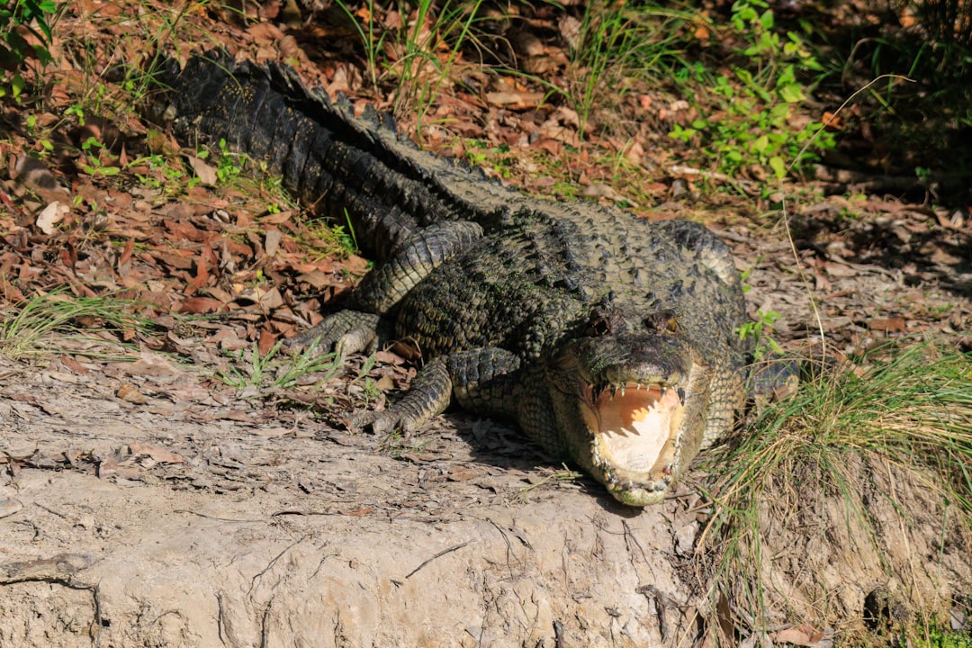 Recognize Predatory Behavior (Image Credits: Unsplash)