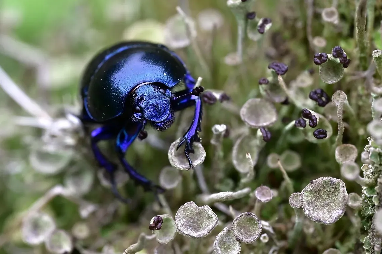 How Do These Tiny Creatures Get So Strong? (Image Credits: Pixabay)