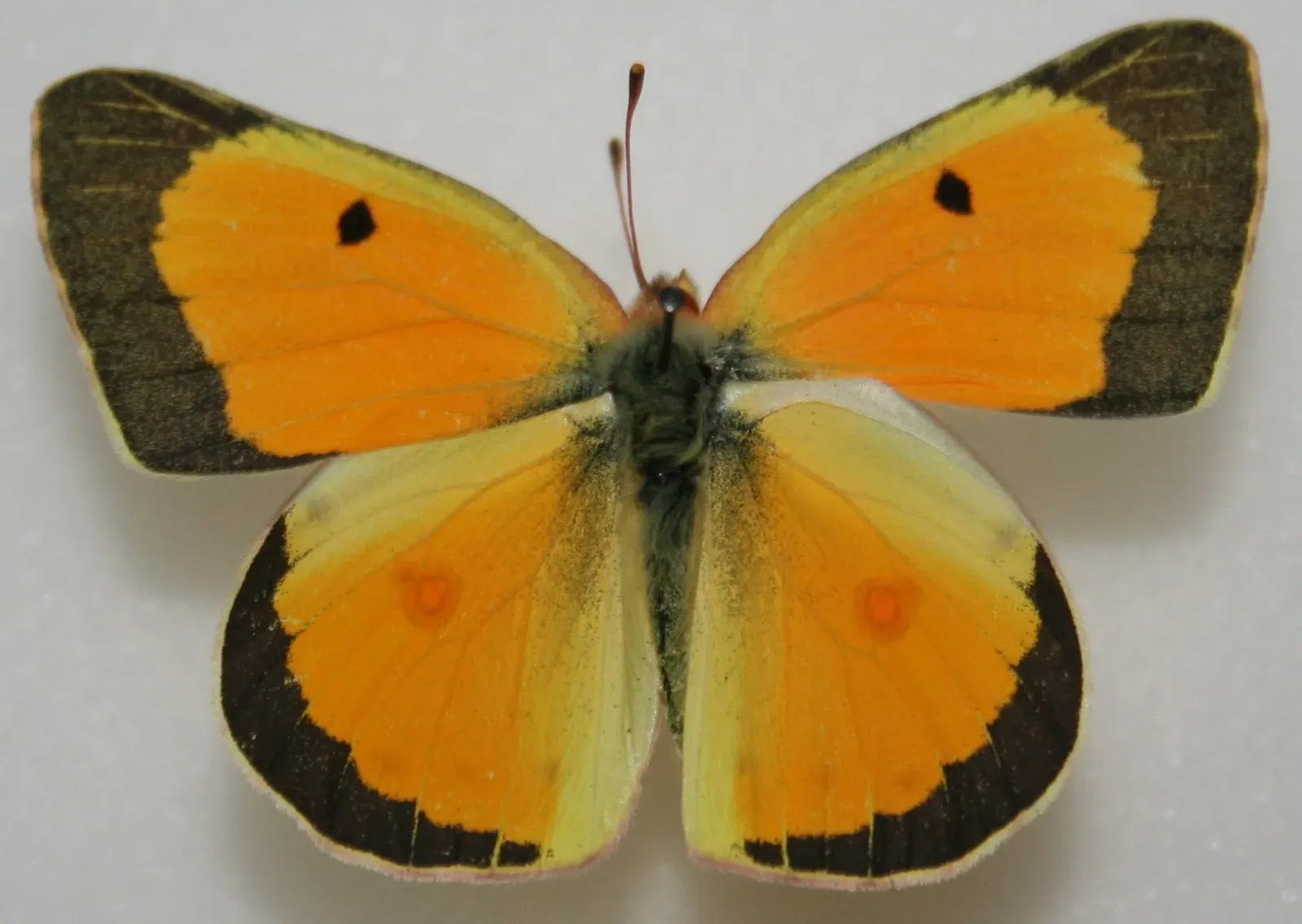 Orange Sulphur (Image Credits: Wikimedia)