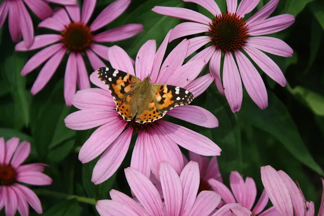 Purple Coneflower: Tough, Beautiful, and Irresistible (Image Credits: Unsplash)