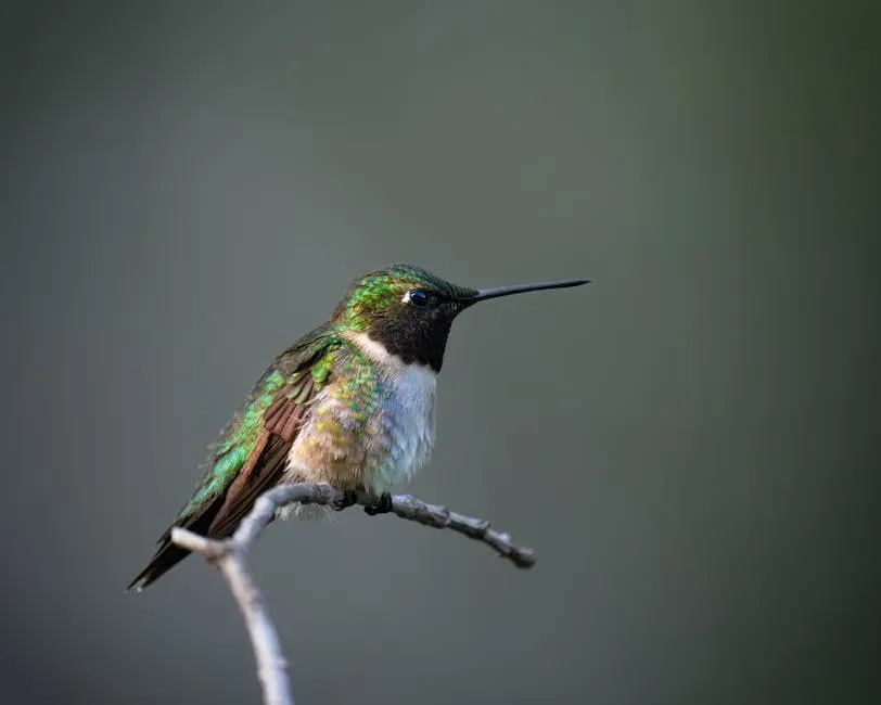 Scorpio (October 23 &ndash; November 21): The Black-Chinned Hummingbird (Dark Phase) (Image Credits: Pexels)