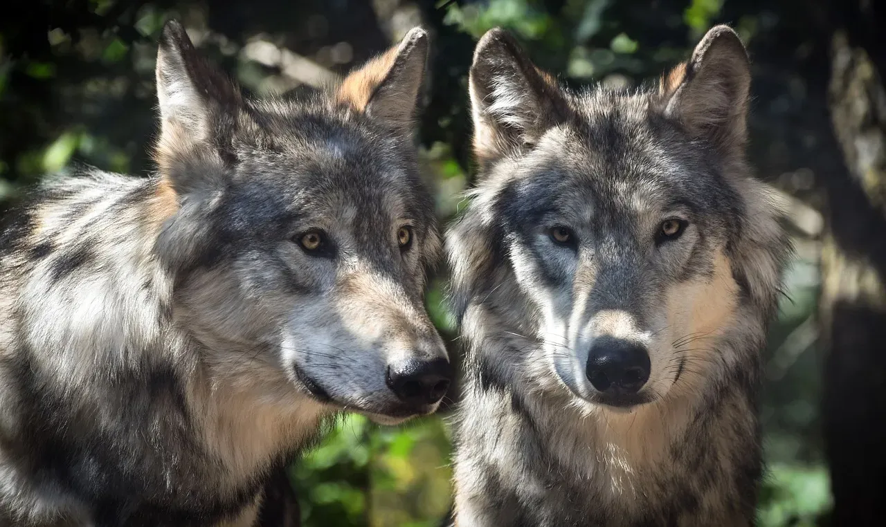 1. Wolves Mate for Life - and They Mean It (Image Credits: Pixabay)