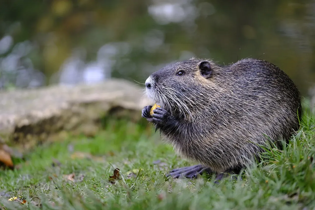 #4. Cancer (June 21 – July 22): The Muskrat (Image Credits: Pixabay)