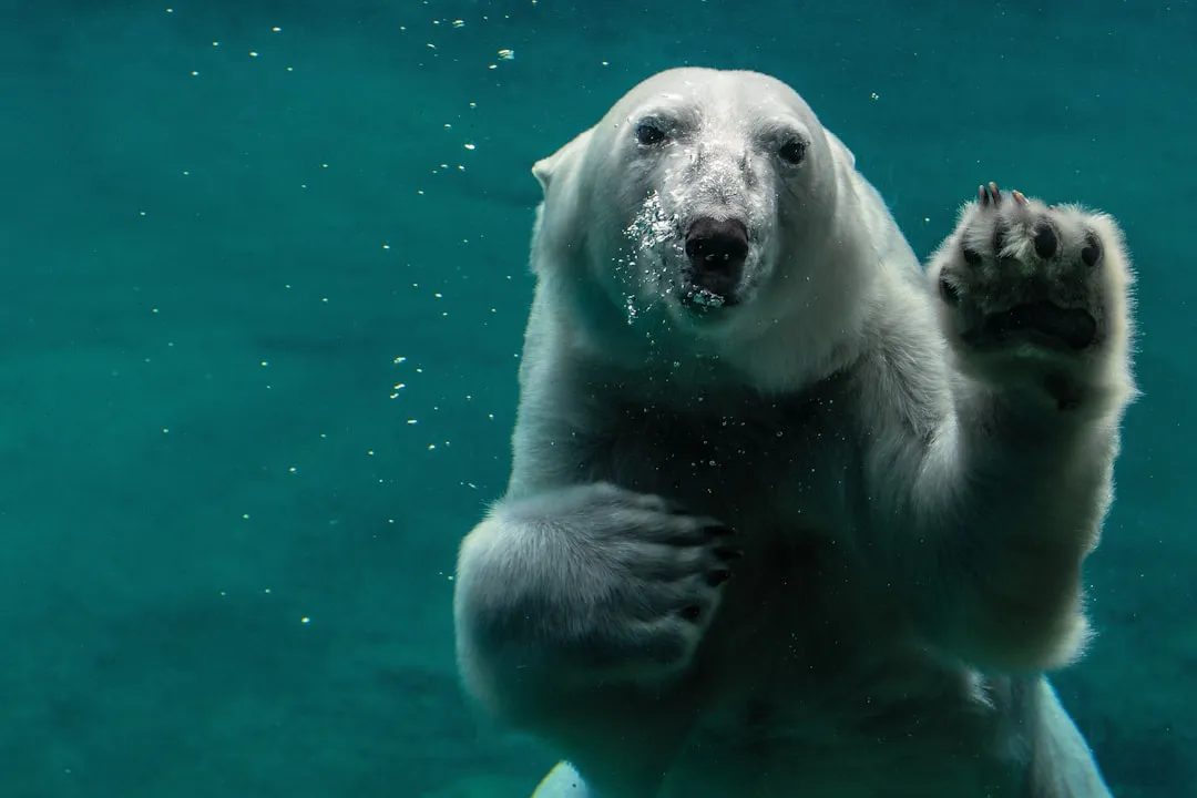 6. Polar Bear (US Arctic Populations): Living on Thinning Ice (Image Credits: Unsplash)
