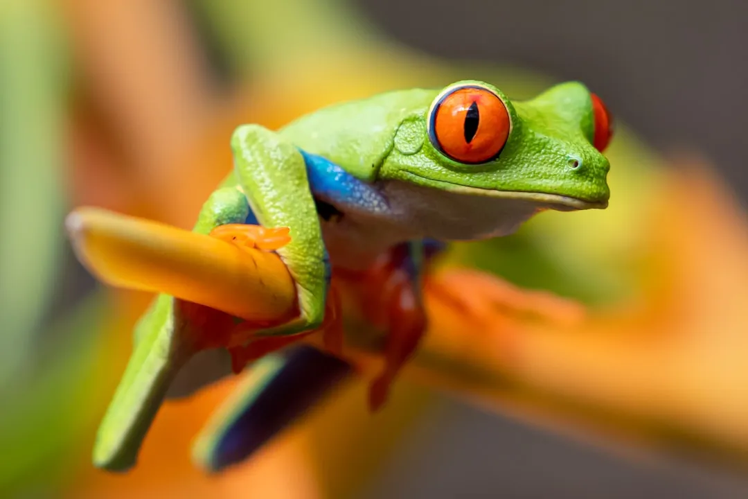 #12 Pisces: The Dreamy Frog (Image Credits: Unsplash)