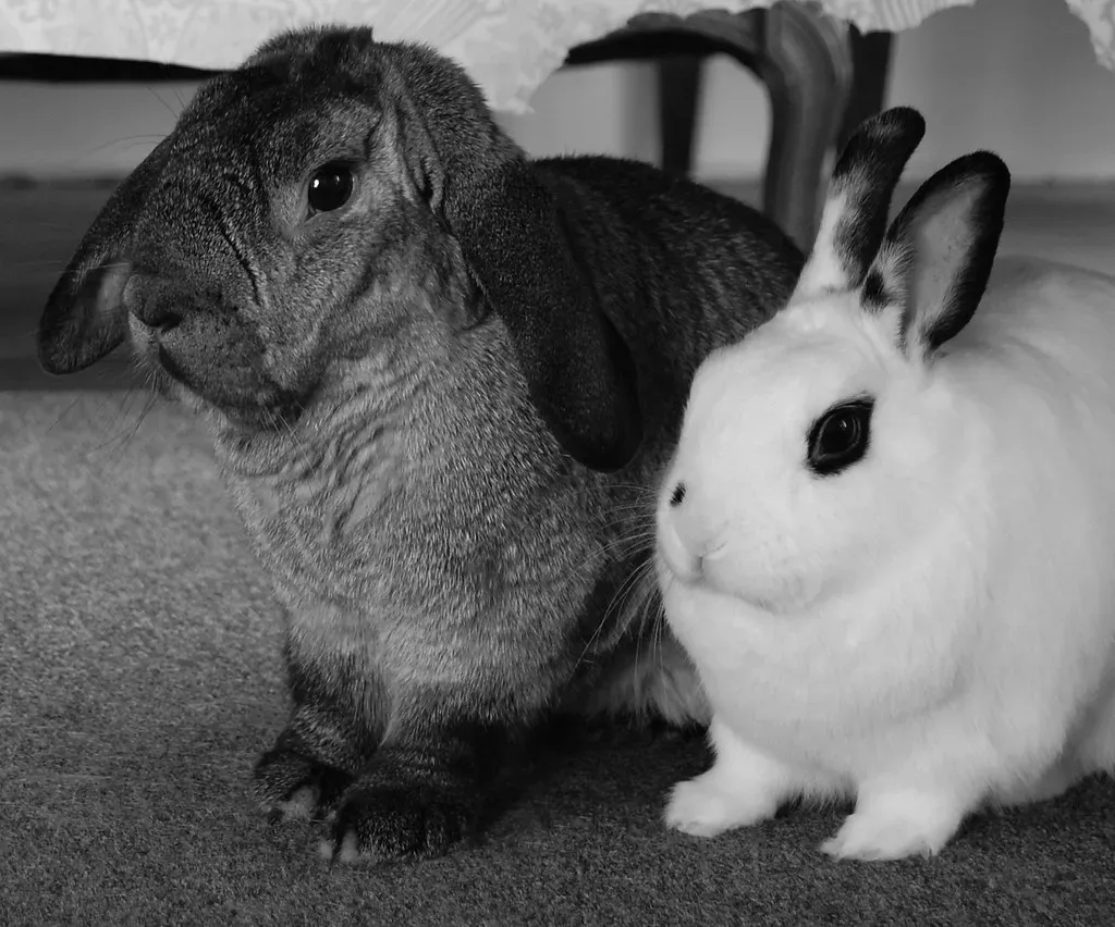 They Like Being With Other Rabbits (Image Credits: Flickr)