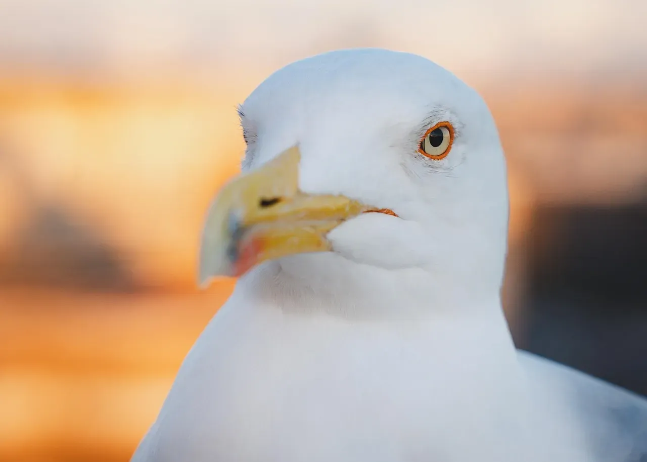 The Role of Eye Size in Early Awakening (Image Credits: Pixabay)