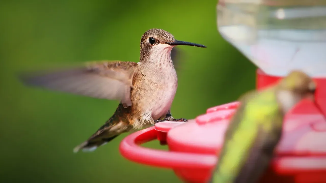 Young birds explore new areas more freely (Image Credits: Pixabay)
