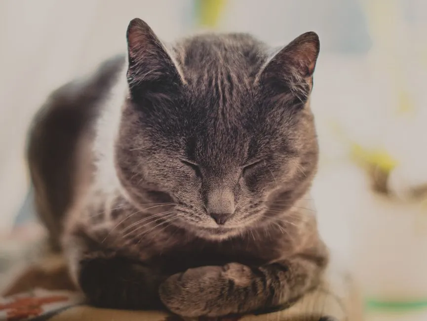 #1 - A Timely, Peaceful Goodbye Instead of Endless 'Just One More Day' (Image Credits: Pexels)