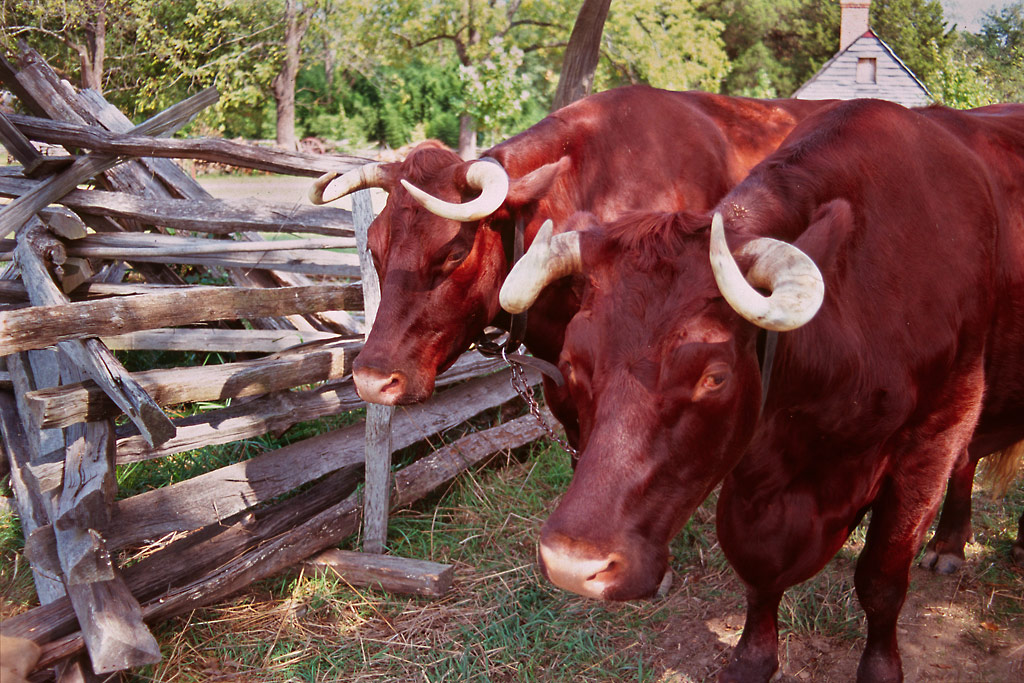 Cattle: The Powerhouses That Built Colonial America (Image Credits: Wikimedia)