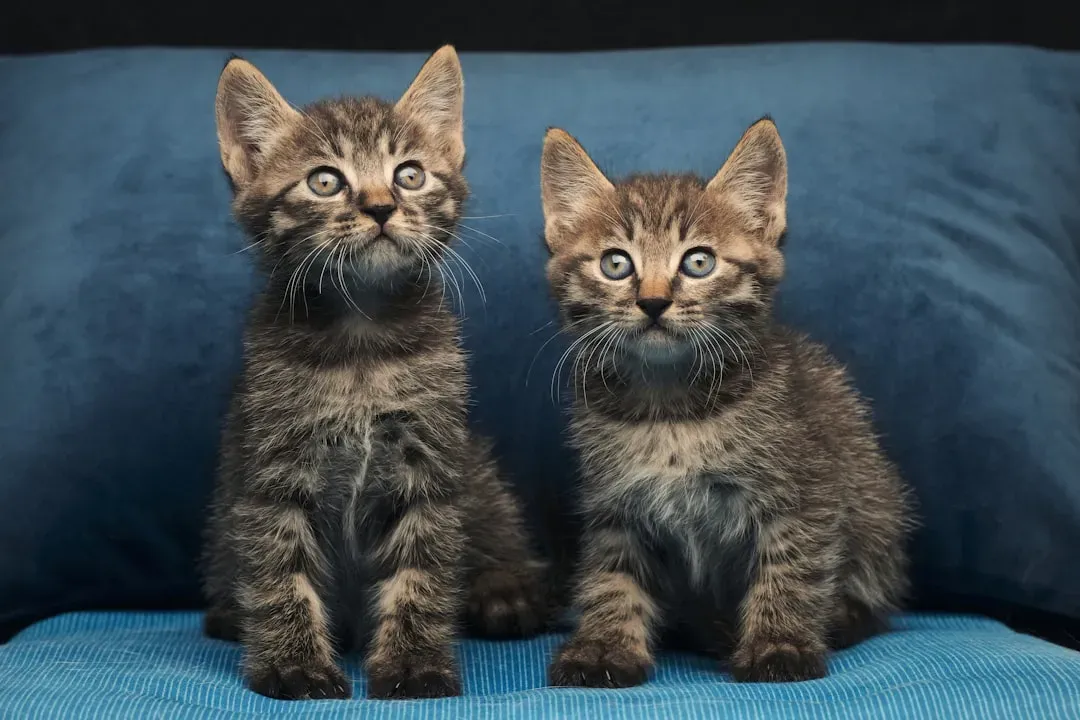 3. CC the Cat: The Clone That Looked Different From Its Original (Image Credits: Unsplash)