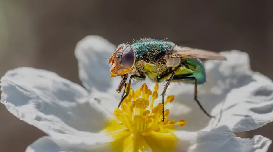 Flies: Second to None in Pollination Power (Image Credits: Pexels)