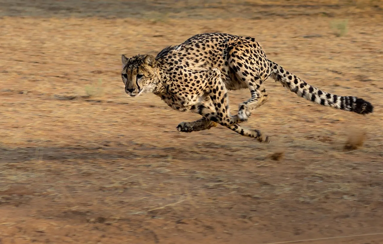 11 - Aquarius: The Cheetah's Refusal to Follow the Pack (Image Credits: Pixabay)