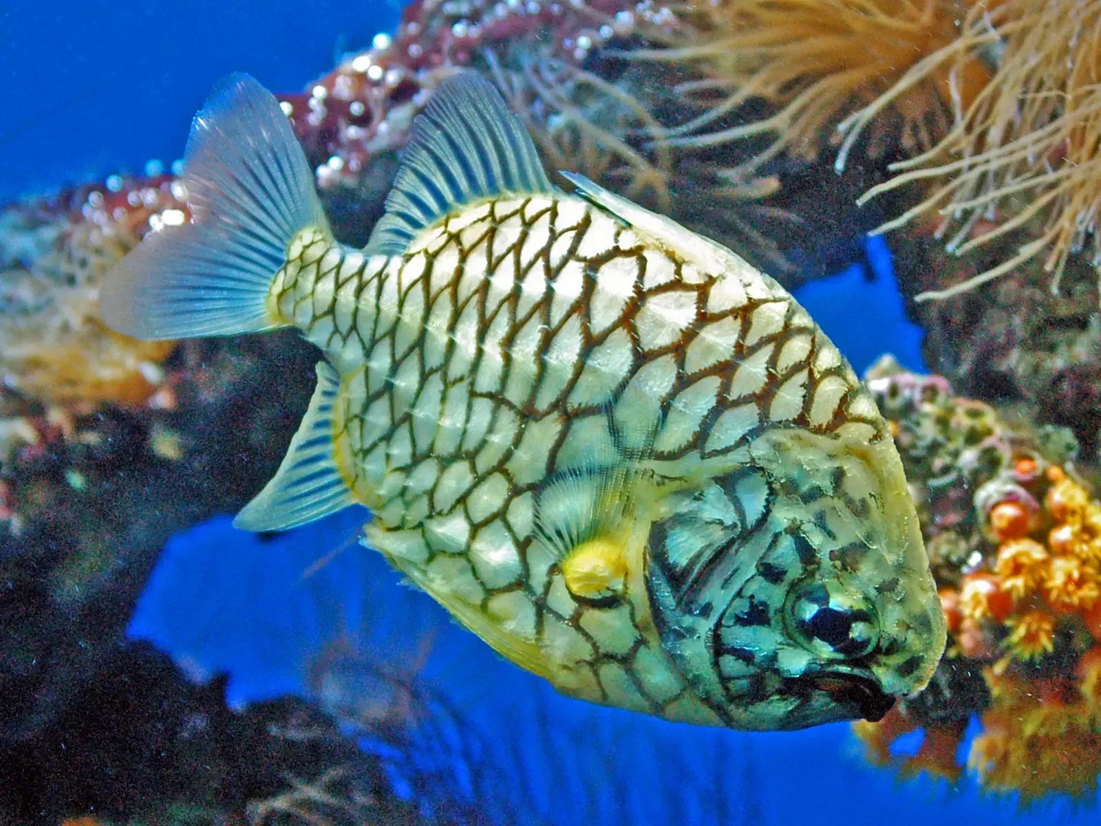14. The Pineapplefish: The Ocean's Spiky Lantern (By Hectonichus, CC BY-SA 3.0)