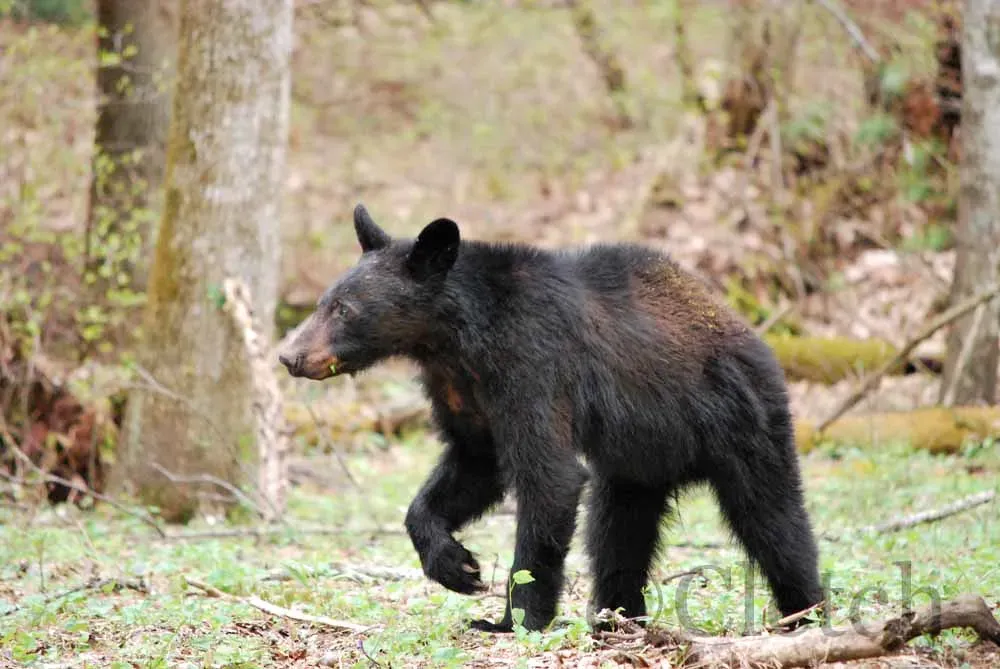 Tennessee: Bears in the Backyard (Image Credits: Flickr)