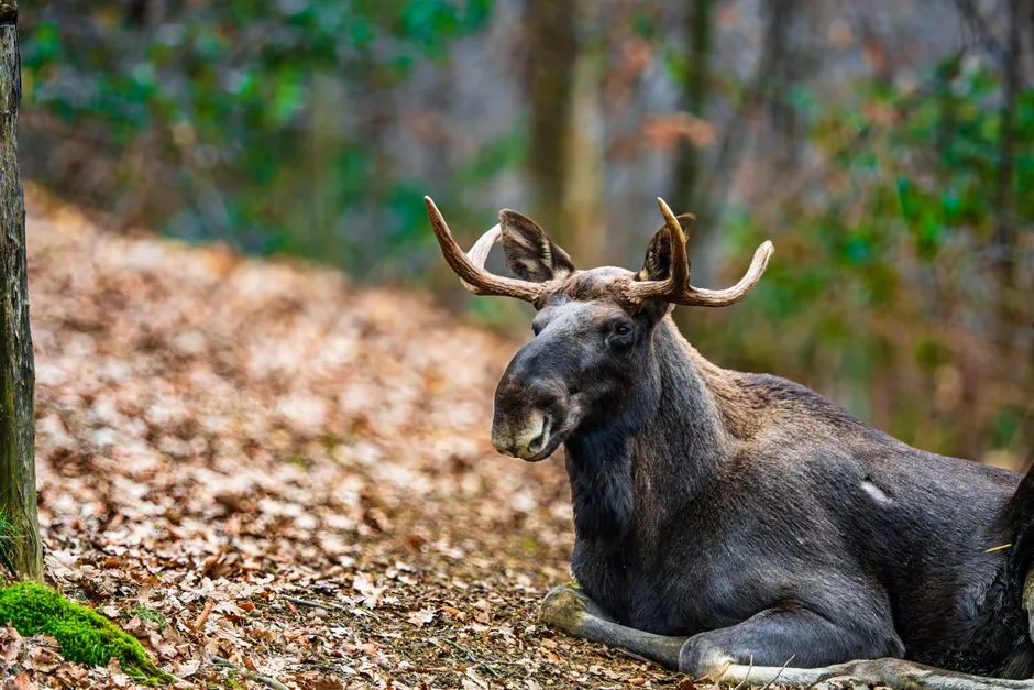 #2 Maine: The Lower 48’s Moose Powerhouse (Image Credits: Pexels)