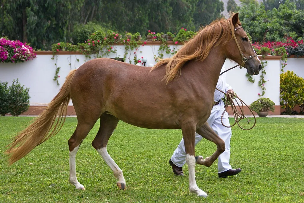 #15 - Peruvian Pasos (Tomas Sobek, Flickr, CC BY 2.0)
