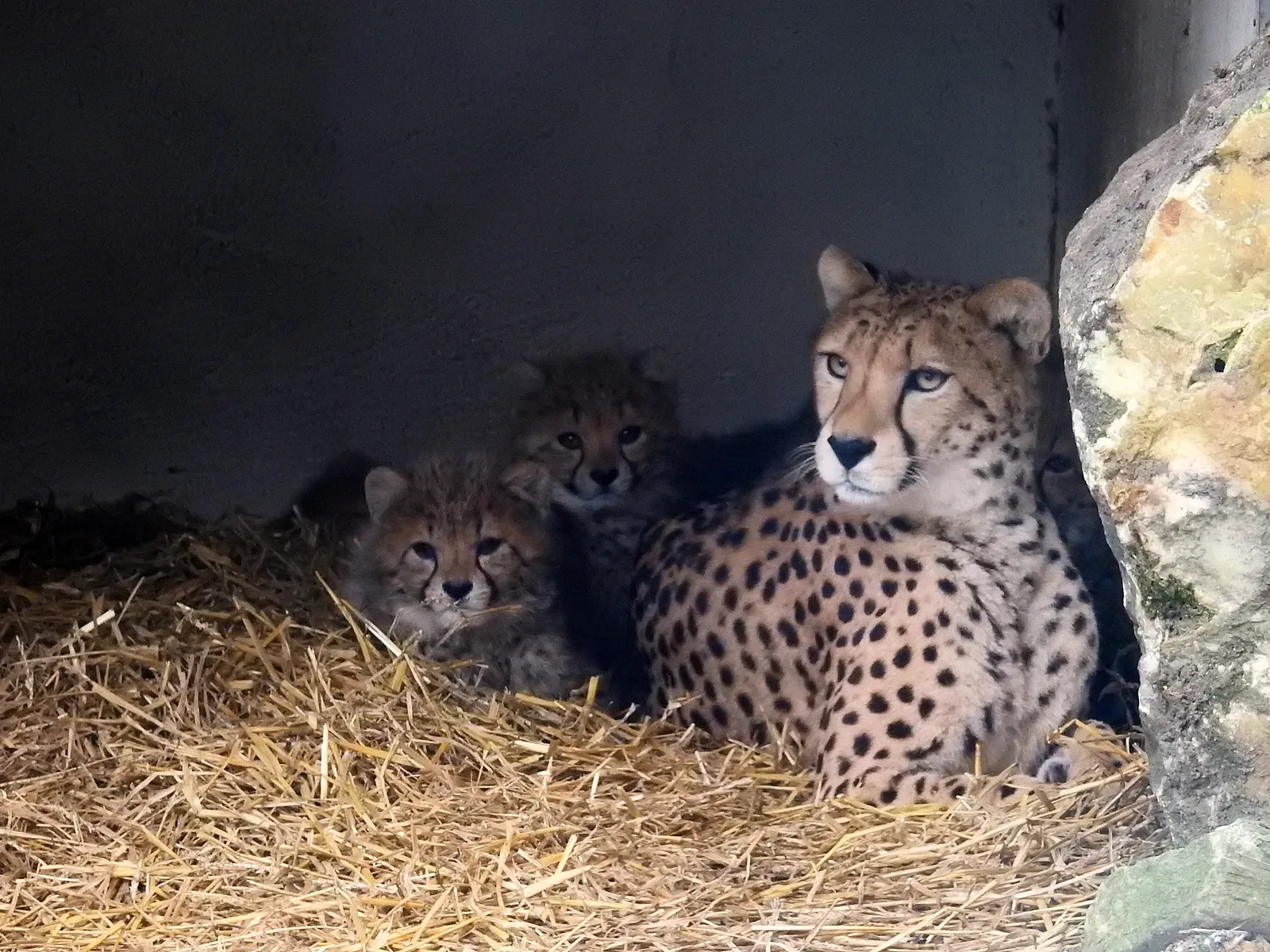 Cubs Are Born With a Built-In Disguise (Image Credits: Wikimedia)