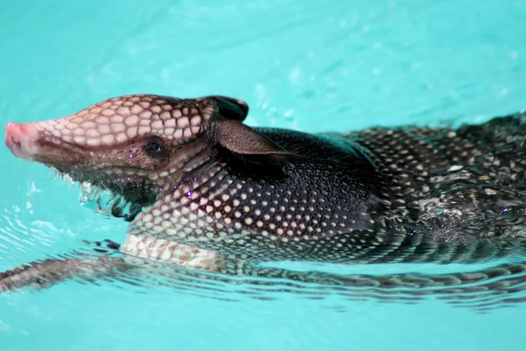 7. They Swim with Built-In Floaties (Image Credits: Flickr)