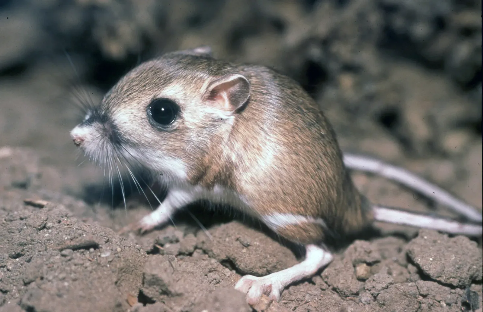 Kangaroo Rat: Survival Without Drinking (Tipton Kangaroo Rat, Public domain)