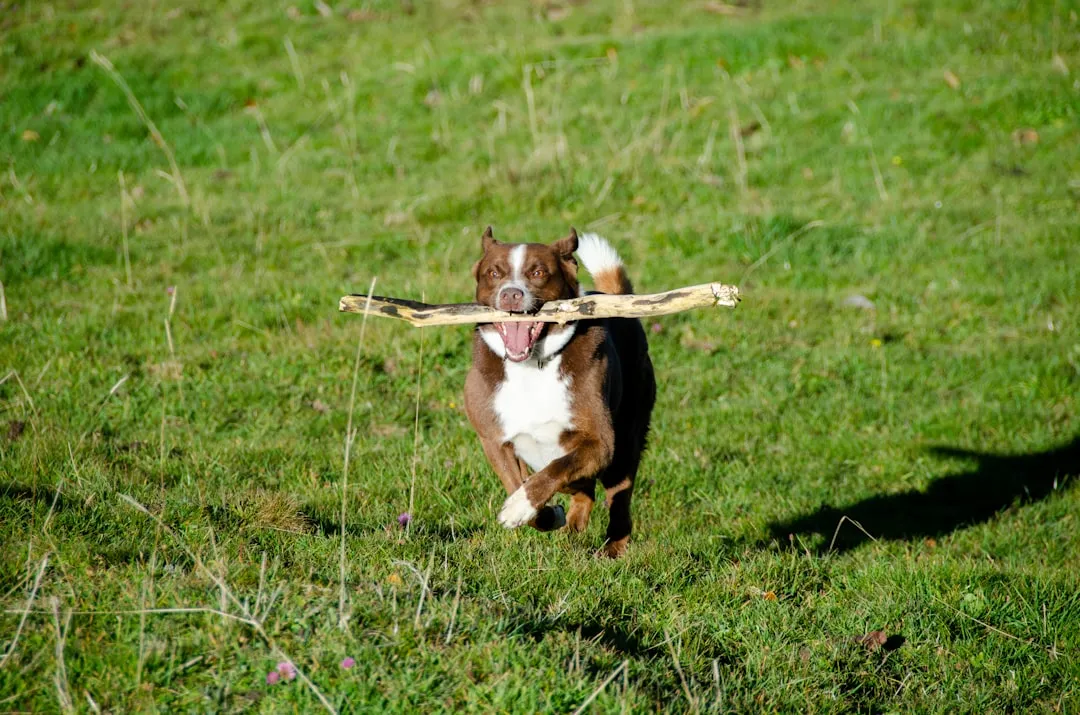 #9 - Your Dog Brings You Sticks and Random Treasures From Outside (Image Credits: Unsplash)