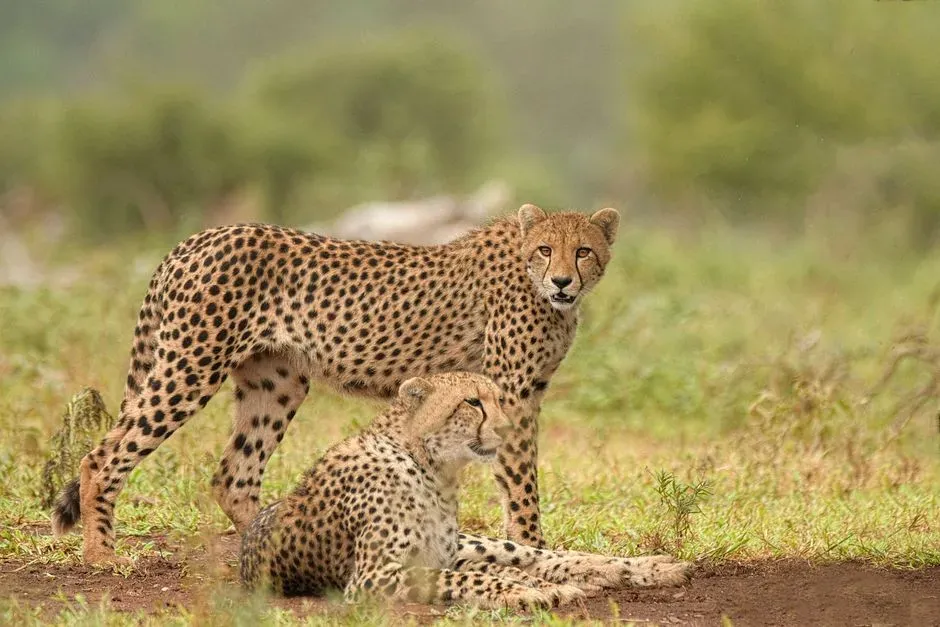 #7 - The Cheetah That Relied on a Dog for Calm (Image Credits: Pexels)