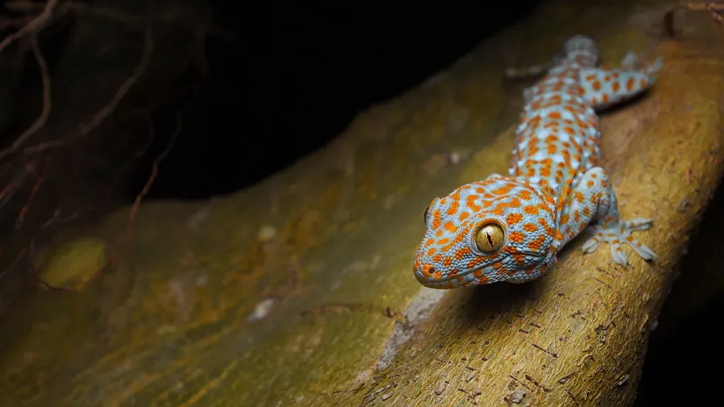 #10. Capricorn (December 22 – January 19): The Tokay Gecko (tontantravel, Flickr, CC BY-SA 2.0)