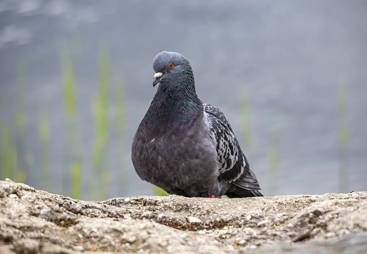 3. Pigeons Can Recognize Individual Human Faces (Image Credits: Pixabay)