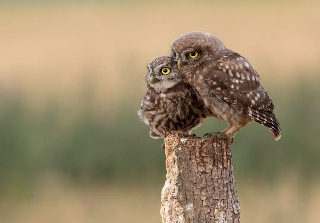 Breeding and Roosting Seasons Increase Encounters (Image Credits: Unsplash)
