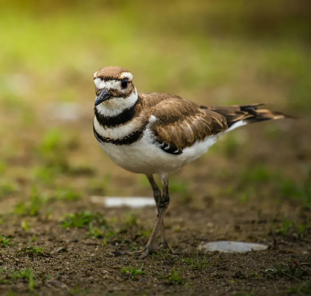 Mothers Who Fake It: The Killdeer's Brilliant Distraction Strategy (Image Credits: Unsplash)