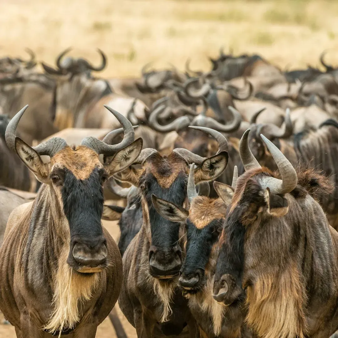 1. Migration Routes Are Being Scrambled Beyond Recognition (Image Credits: Unsplash)